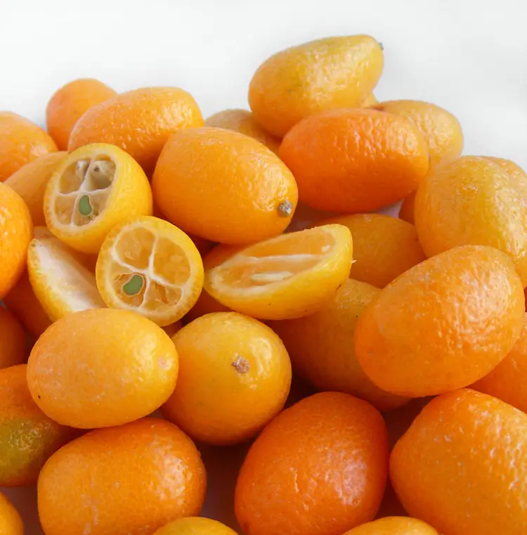 Kumquat (Citrus japonica)
