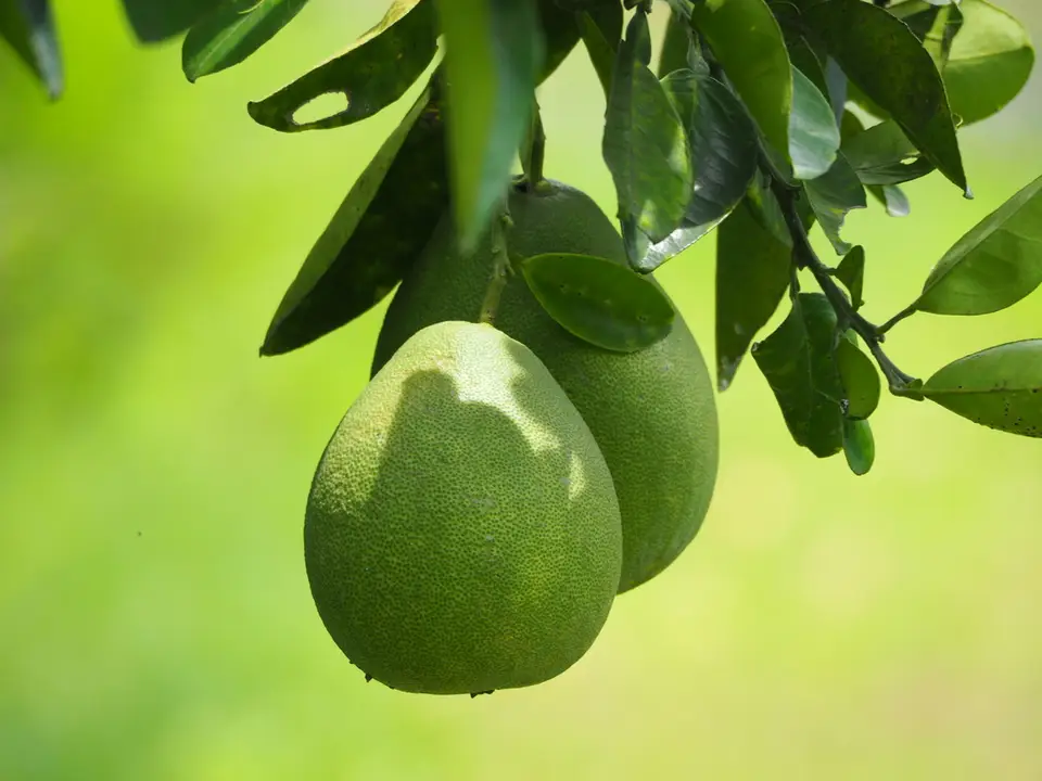 Pomelo (Citrus maxima)