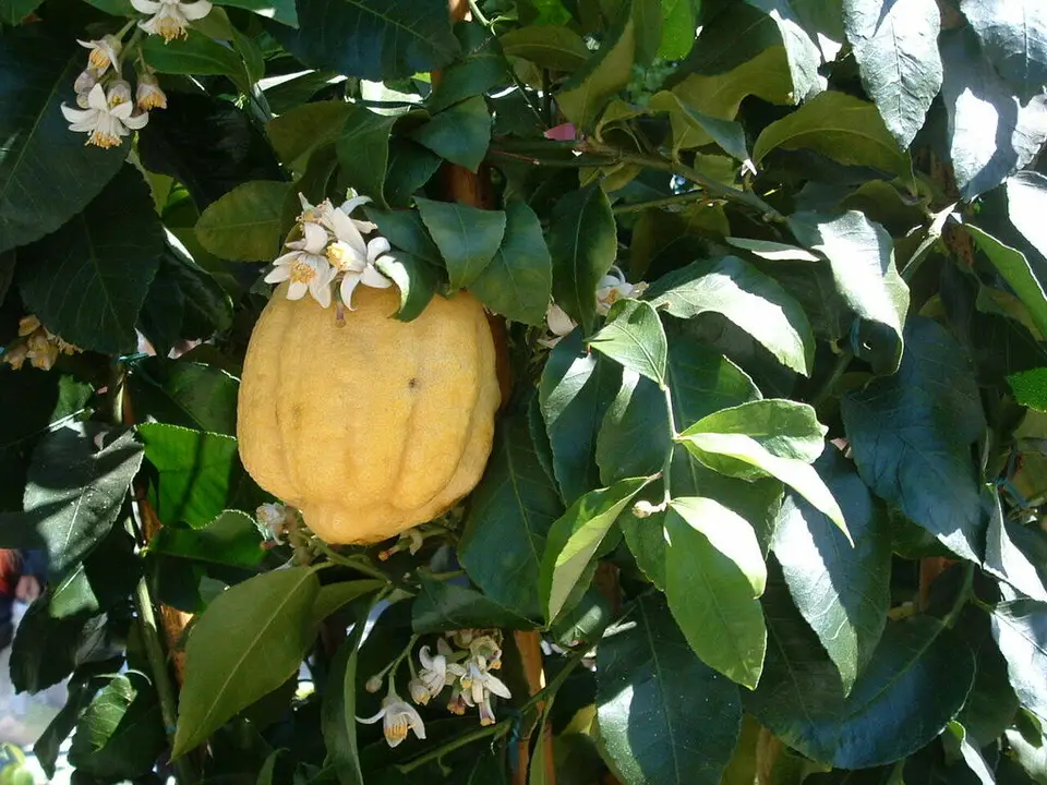 Citron (Citrus medica)