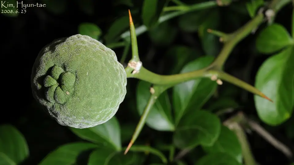 Trifoliate Orange (Citrus trifoliata)