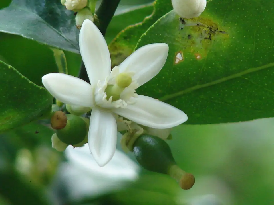 Key Lime (Citrus × aurantiifolia)