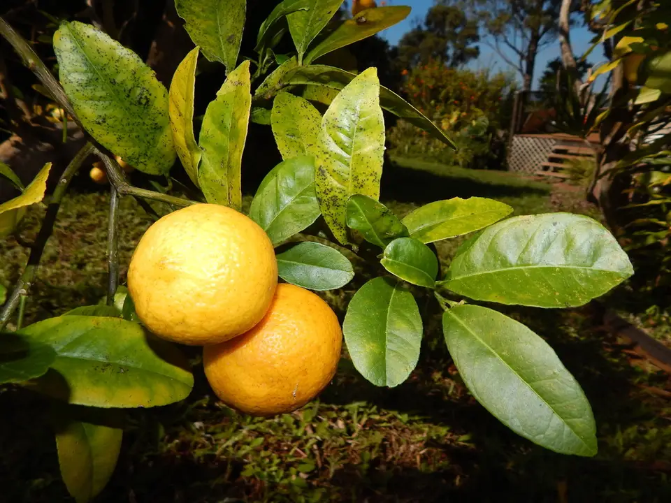 Rangpur (Citrus × limonia)