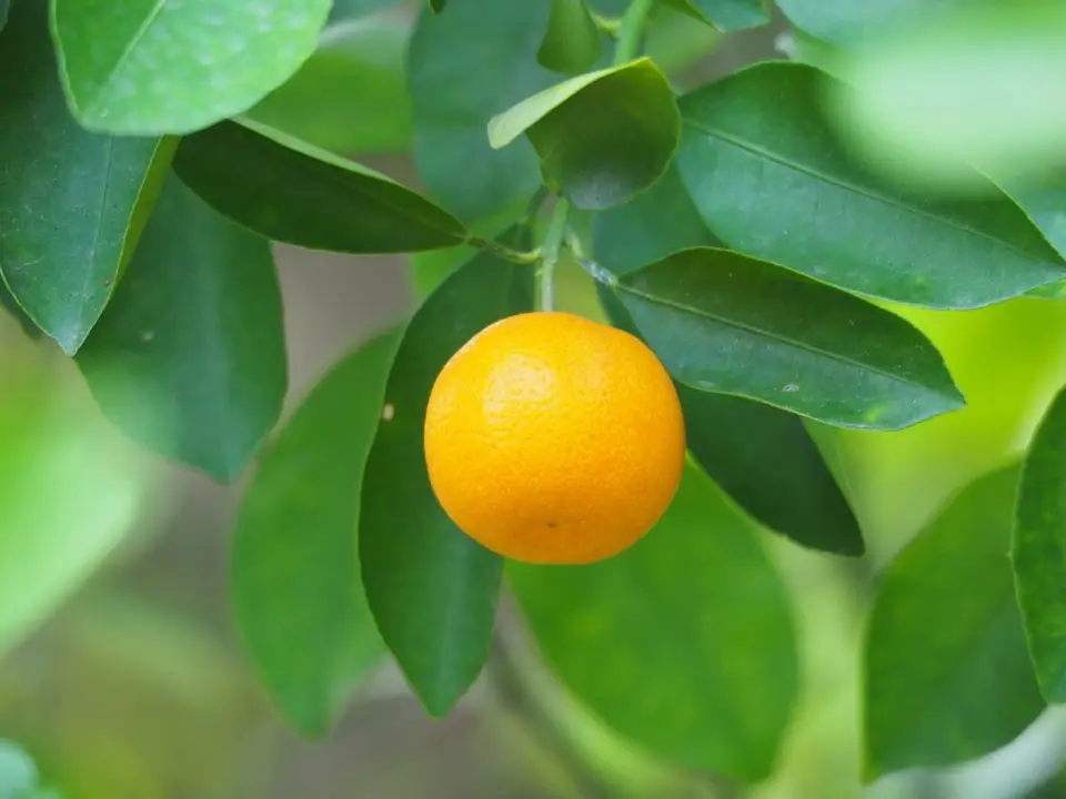 Calamondin (Citrus × microcarpa)