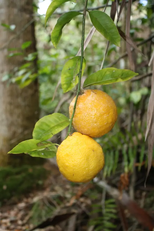 Rough Lemon (Citrus × taitensis)