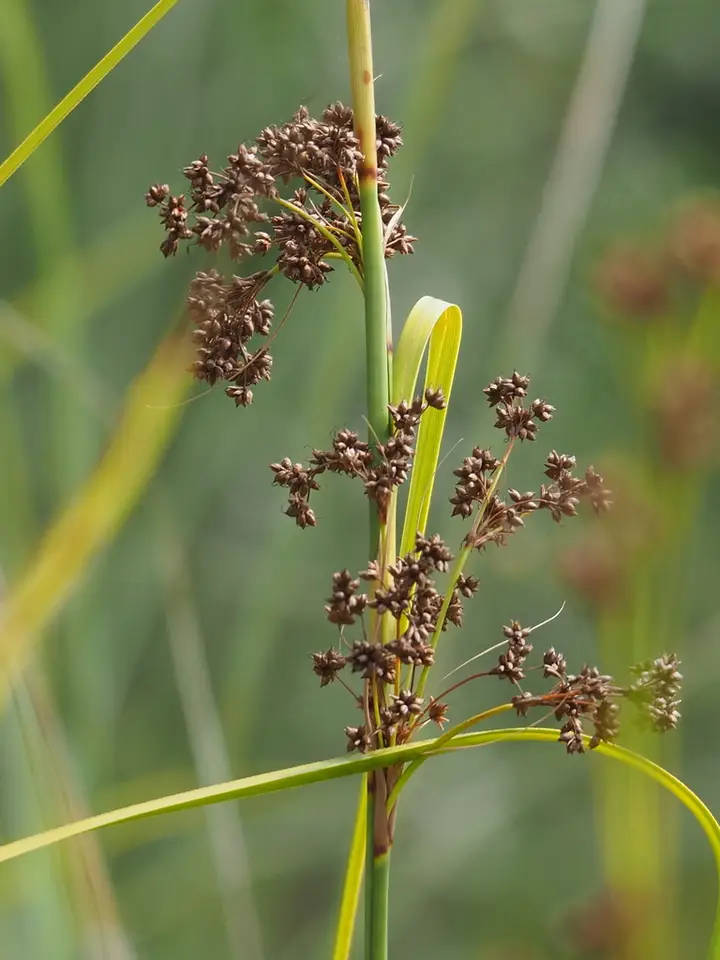 Swamp Sawgrass (Cladium mariscus)