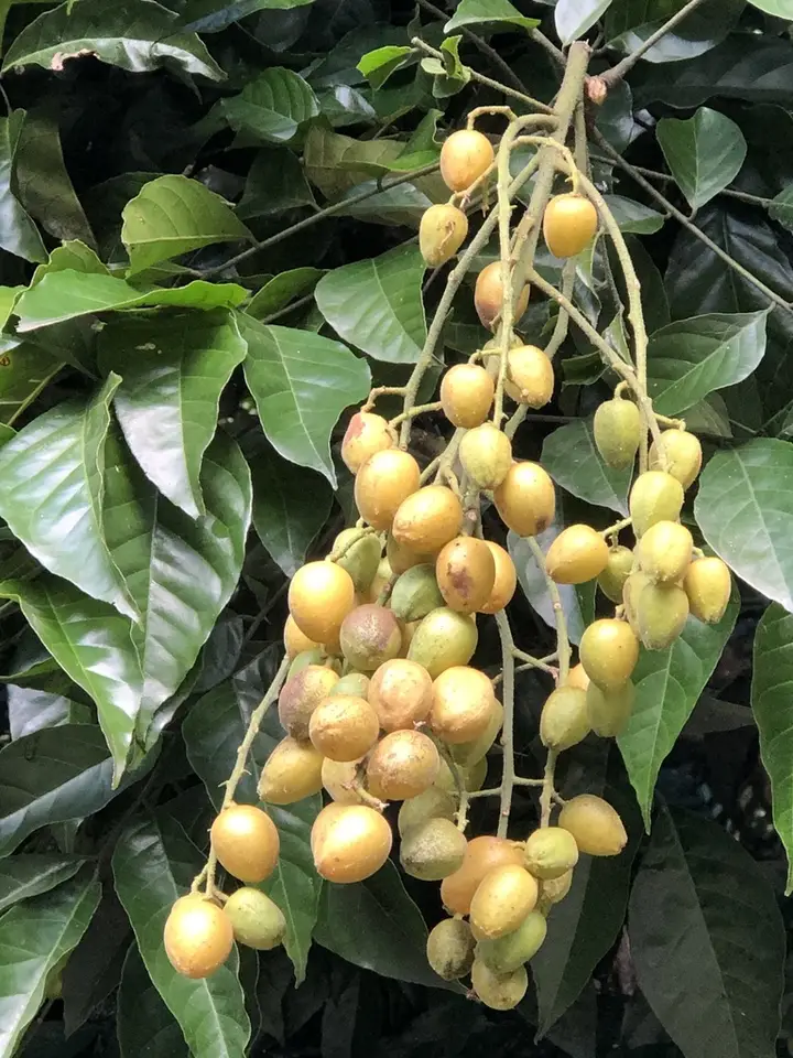Wampi (Clausena lansium)