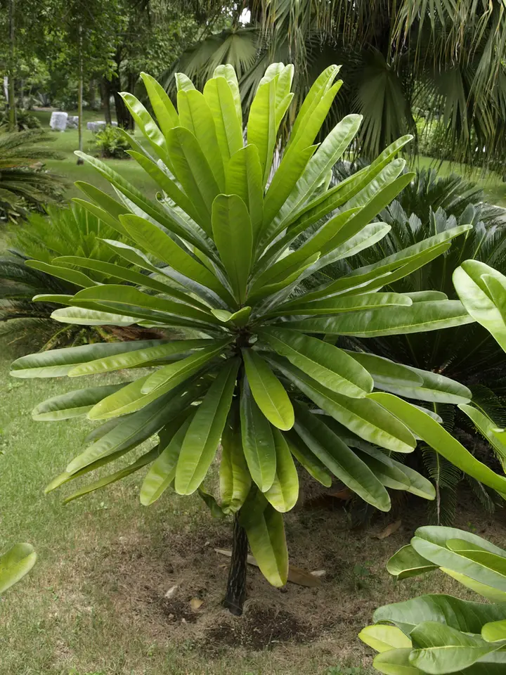 Clavija domingensis (Clavija domingensis)