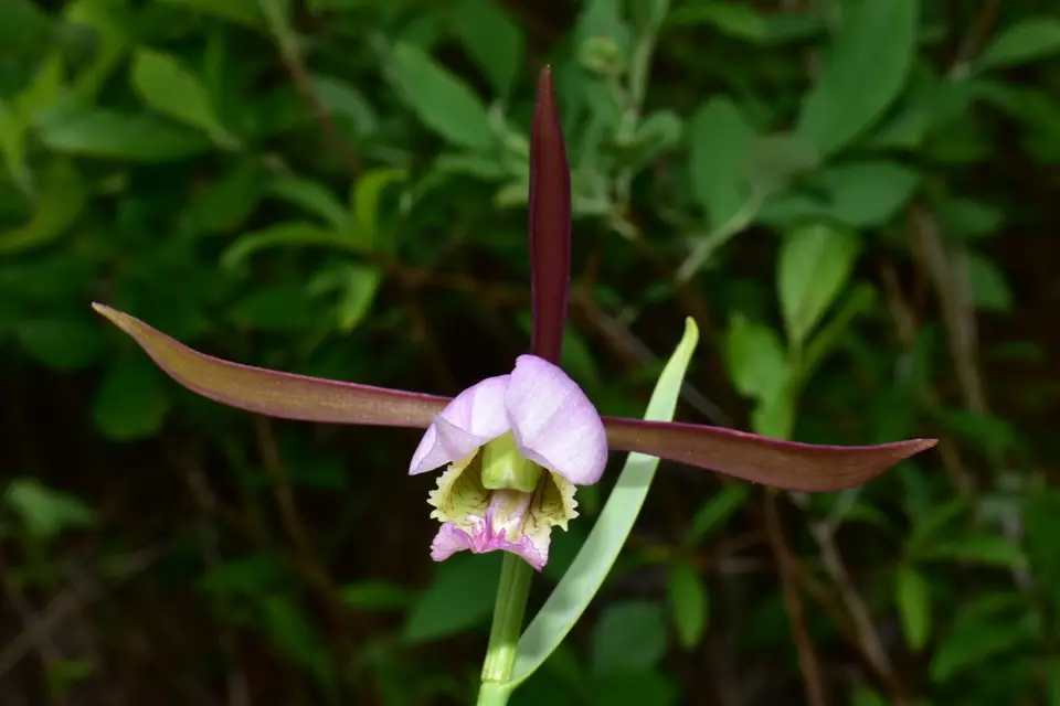 Large Spreading Pogonia (Cleistesiopsis divaricata)