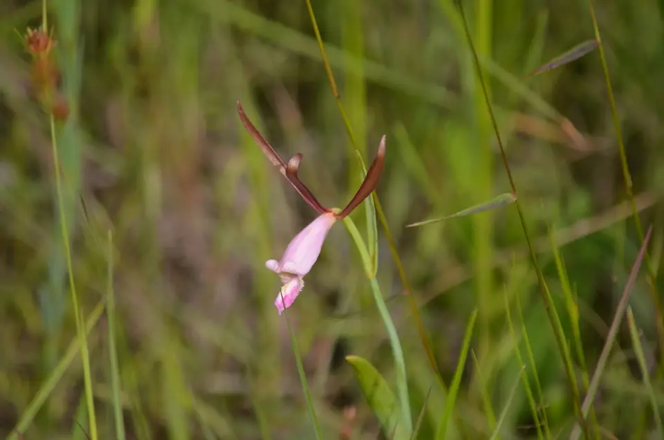 Small Coastal Plain Spreading Pogonia (Cleistesiopsis oricamporum)