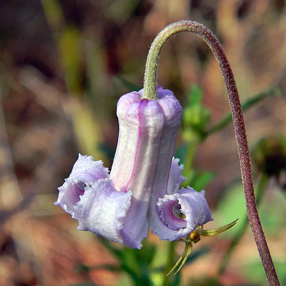 Baldwin's Clematis (Clematis baldwinii)
