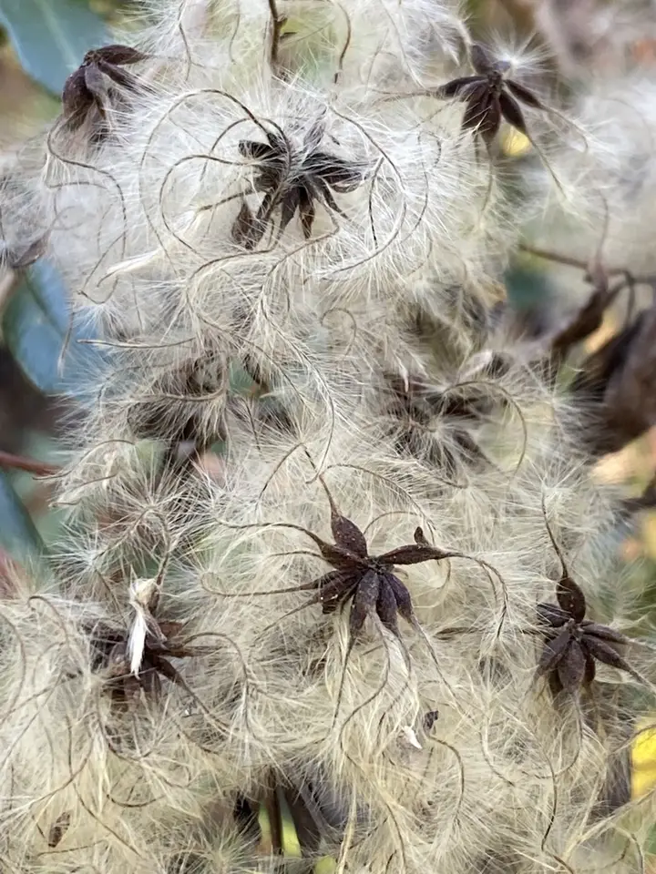 Coastal Virgin's-Bower (Clematis catesbyana)