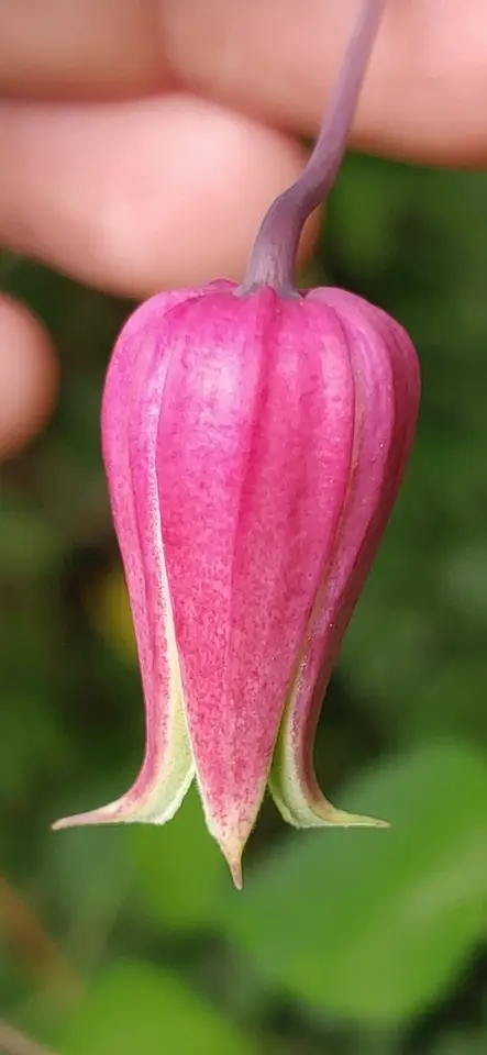 White Leaf Leather Flower (Clematis glaucophylla)