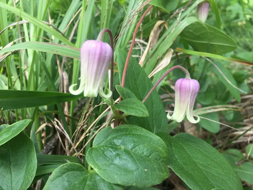Netleaf Leather Flower (Clematis reticulata)
