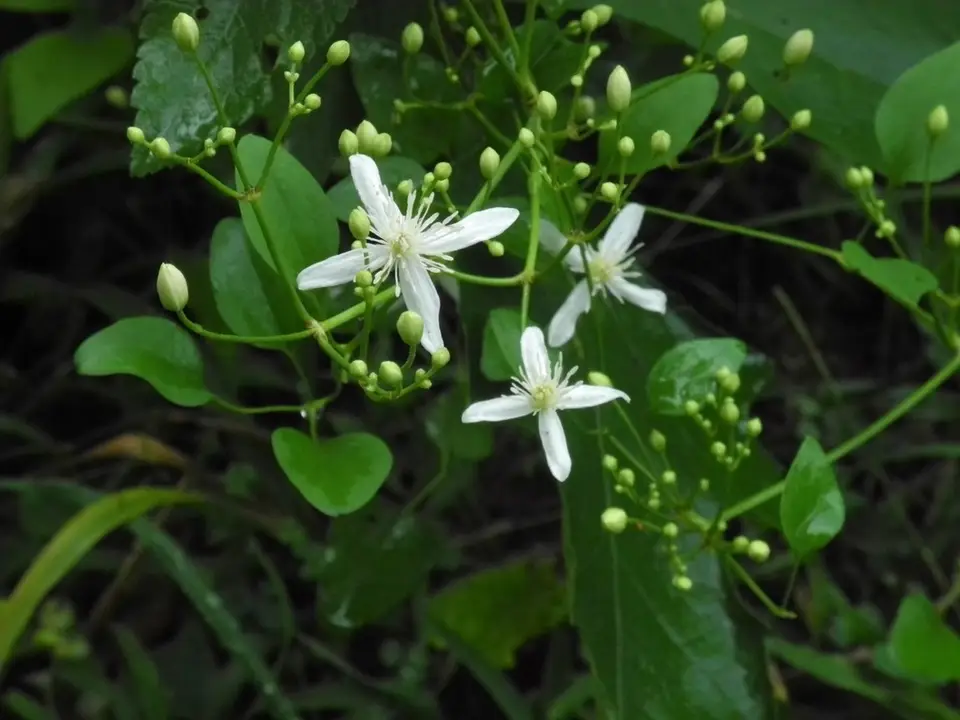 Autumn Clematis (Clematis terniflora)