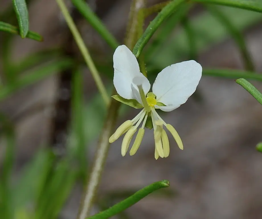 Slenderleaf Clammyweed (Cleome aldenella)