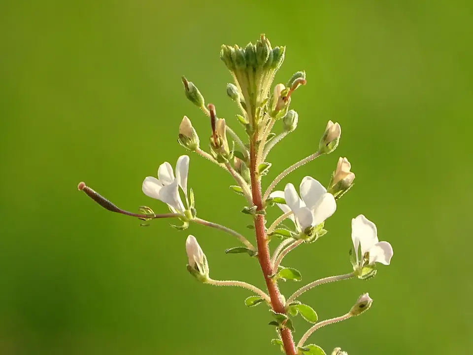 Spiderwisp (Cleome gynandra)