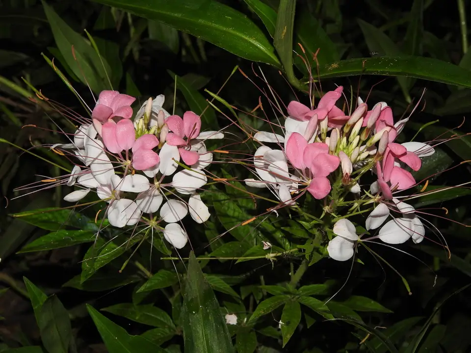 Spider Flower (Cleome houtteana)
