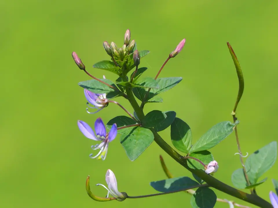 Purple Cleome (Cleome rutidosperma)