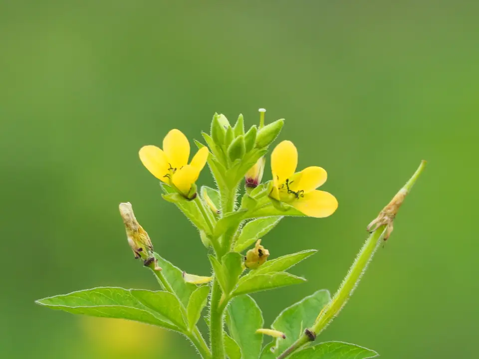 Asian Spiderflower (Cleome viscosa)