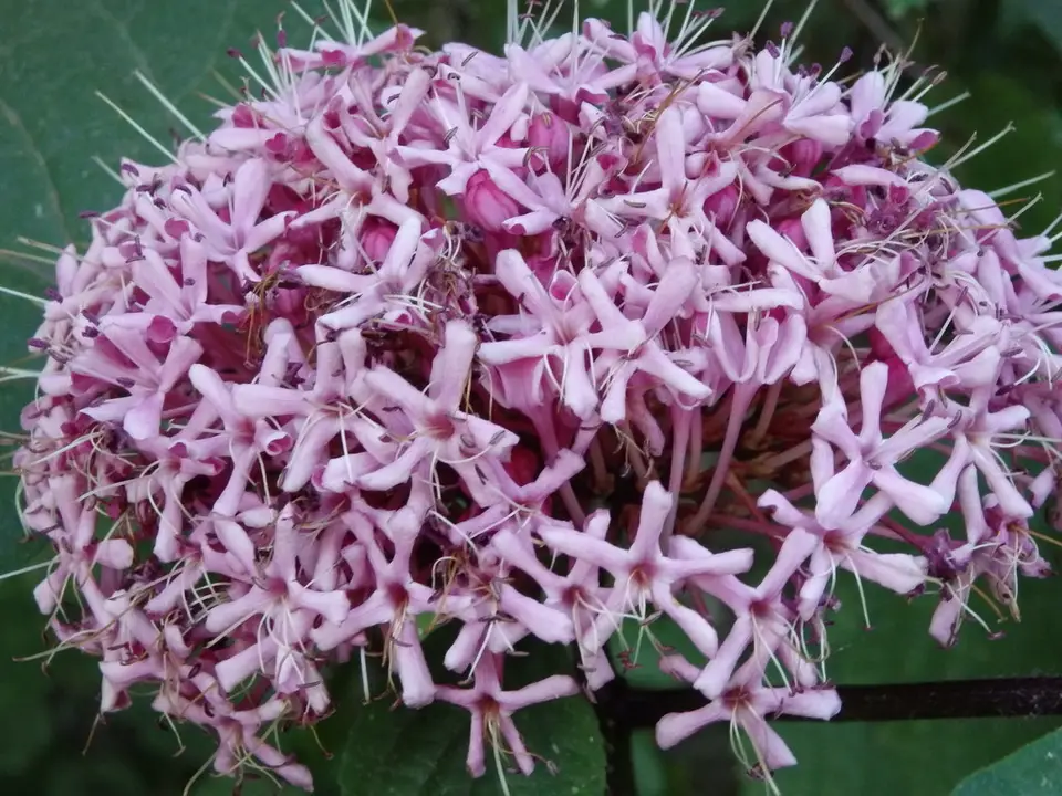 Rose Glorybower (Clerodendrum bungei)