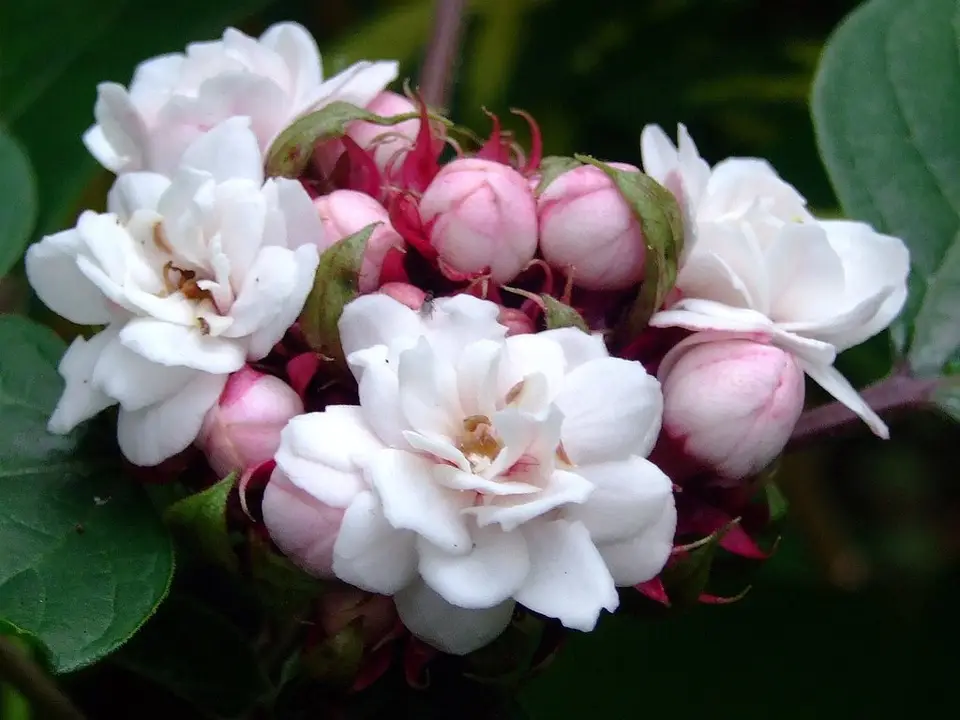 Chinese Glorybower (Clerodendrum chinense)