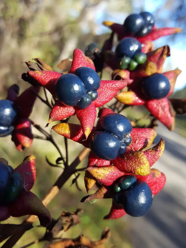 Turk's Turban (Clerodendrum indicum)