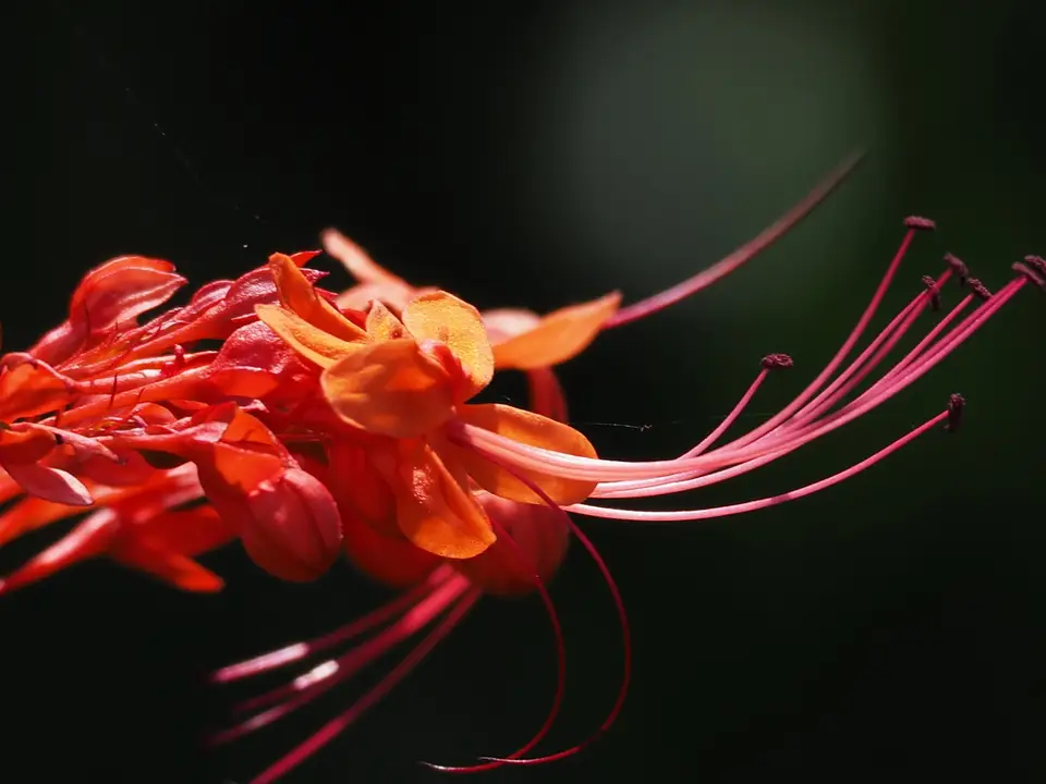 Japanese Glorybower (Clerodendrum japonicum)