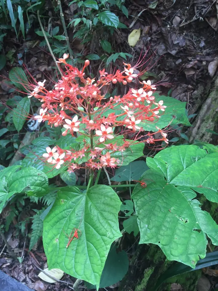 Pagoda Flower (Clerodendrum paniculatum)