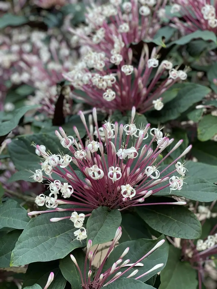 Starburst Bush (Clerodendrum quadriloculare)