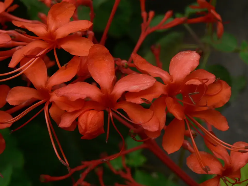 Java Glorybower (Clerodendrum speciosissimum)