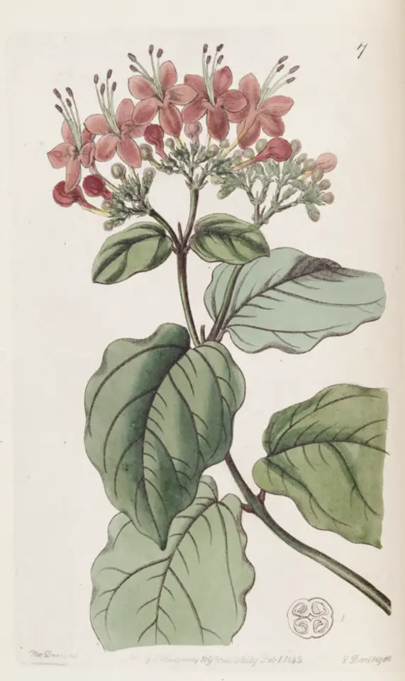 Flaming Glorybower (Clerodendrum splendens)