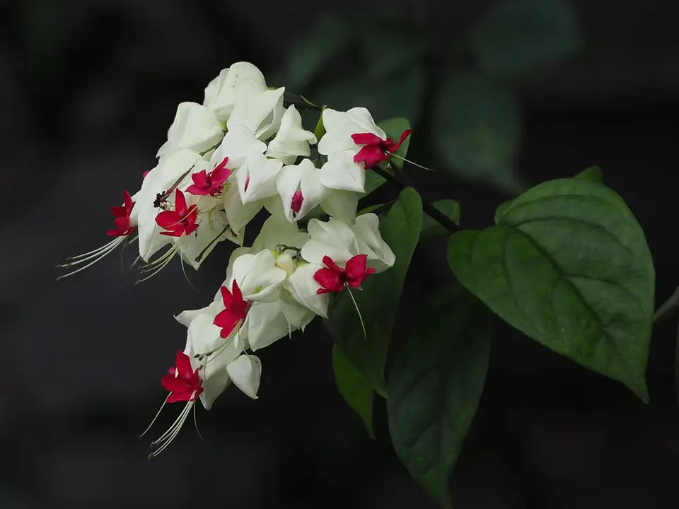 Bleeding Glorybower (Clerodendrum thomsoniae)