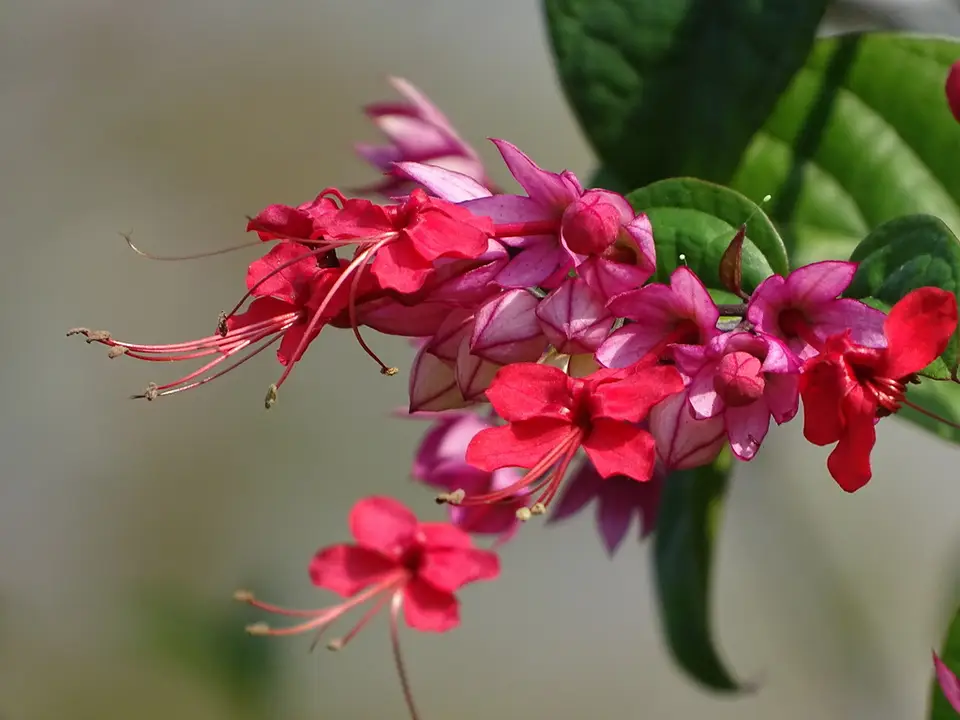 Red Bleeding Heart Vine (Clerodendrum × speciosum)