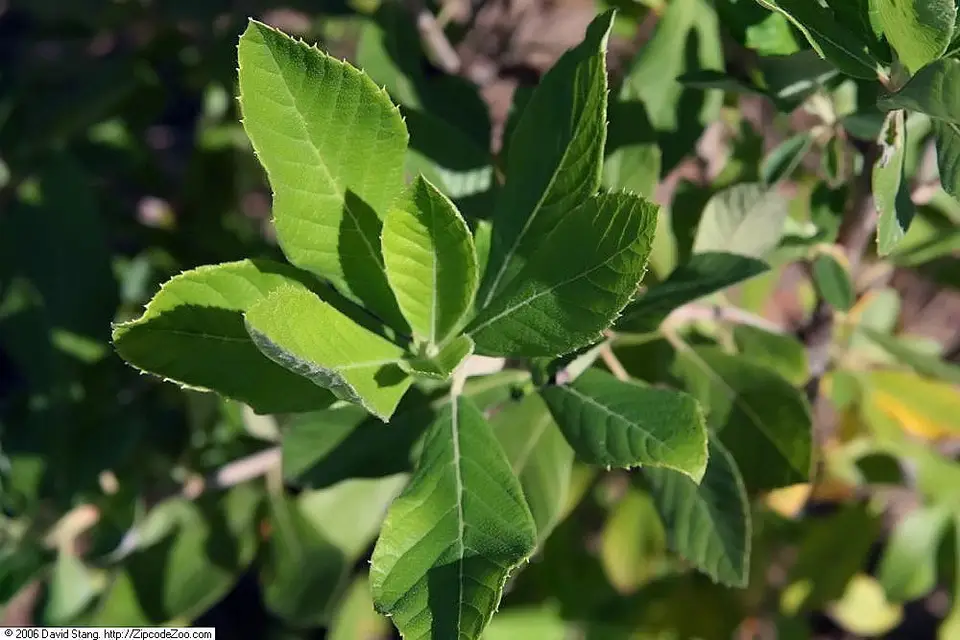 Sweet Pepperbush (Clethra alnifolia)