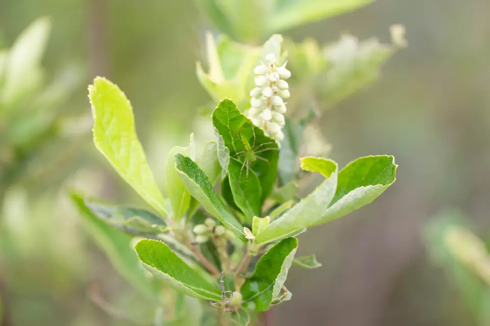 Coastal Pepperbush (Clethra tomentosa)