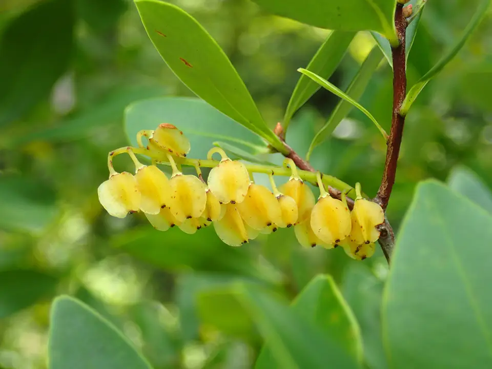 Buckwheat Tree (Cliftonia monophylla)