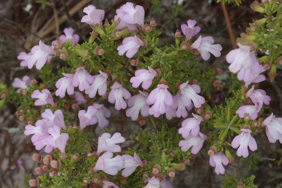 Ashe's Calamint (Clinopodium ashei)