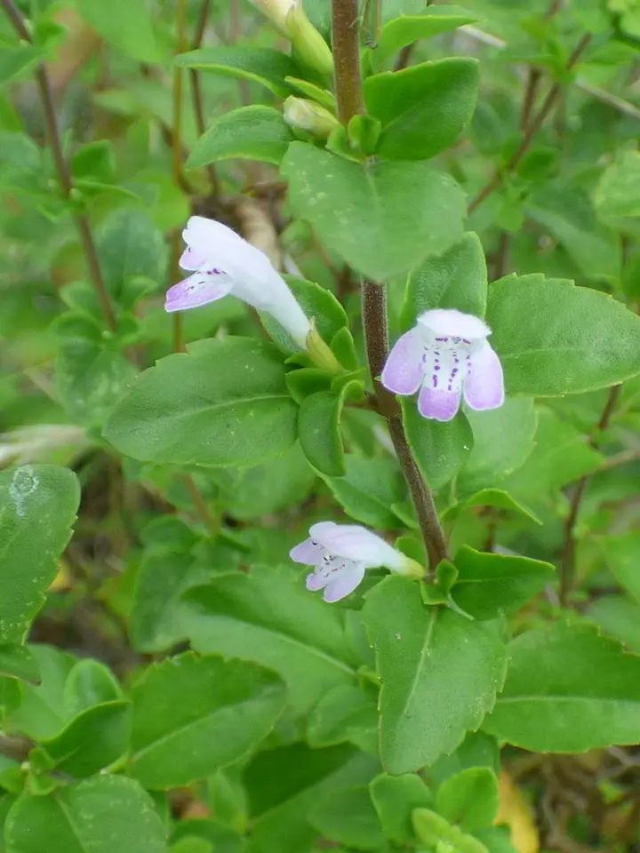Georgia Calamint (Clinopodium carolinianum)
