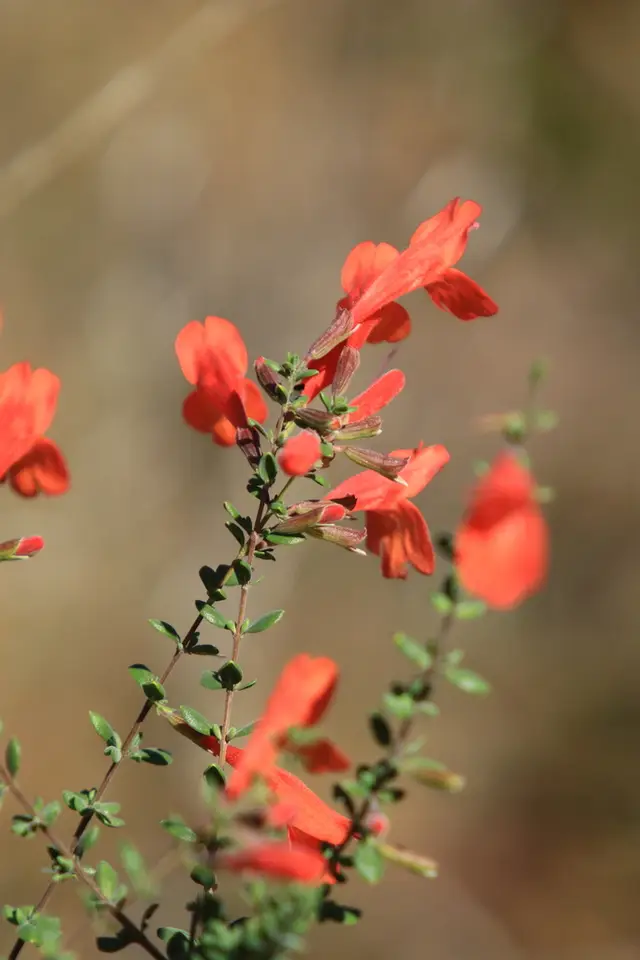 Scarlet Calamint (Clinopodium coccineum)