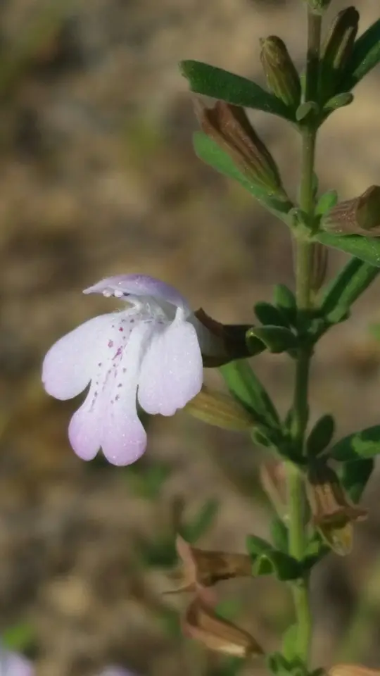 Florida Calamint (Clinopodium dentatum)