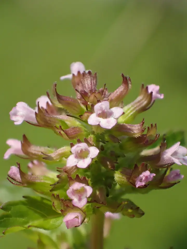 Slender Wild Basil (Clinopodium gracile)