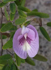Sweetscented Pigeonwings (Clitoria fragrans)