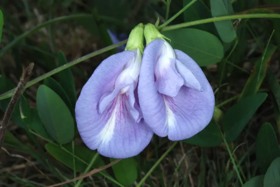 Pigeonwings (Clitoria mariana)