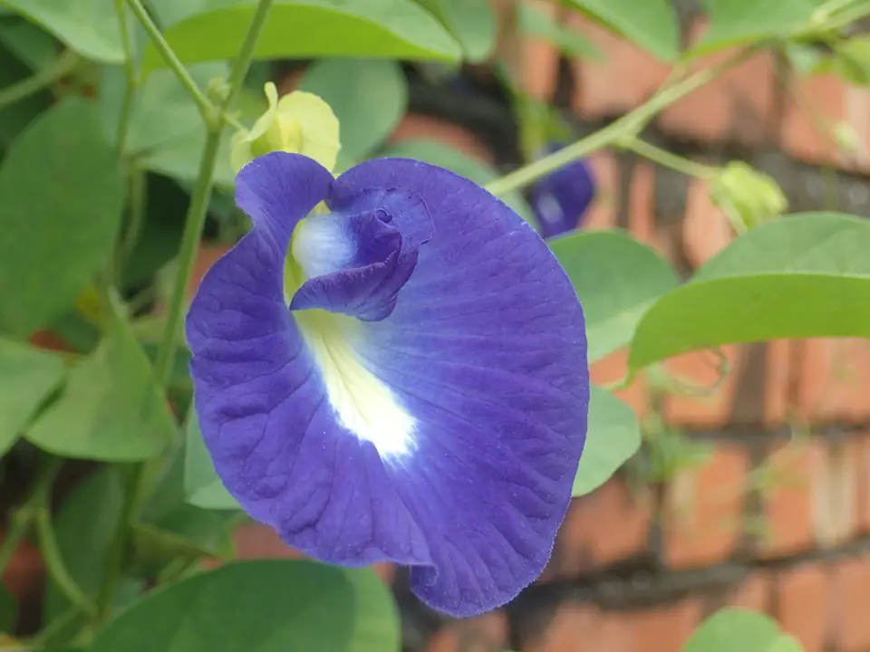 Blue Pea (Clitoria ternatea)
