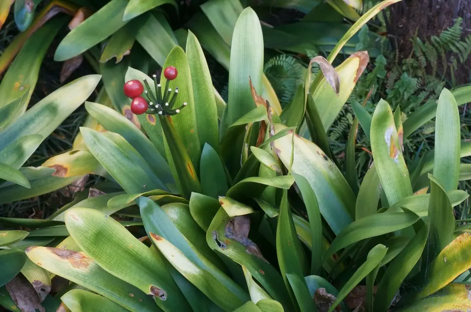 Natal Lily (Clivia miniata)