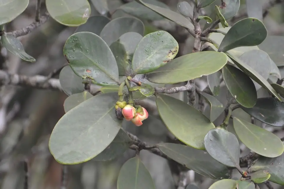 Dwarf Clusia (Clusia flava)