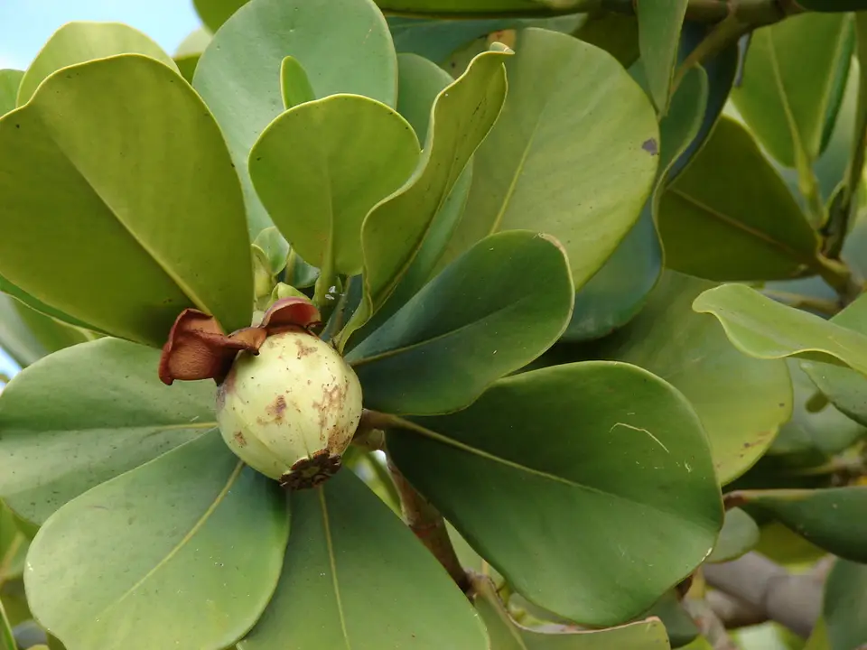 Autograph Tree (Clusia rosea)