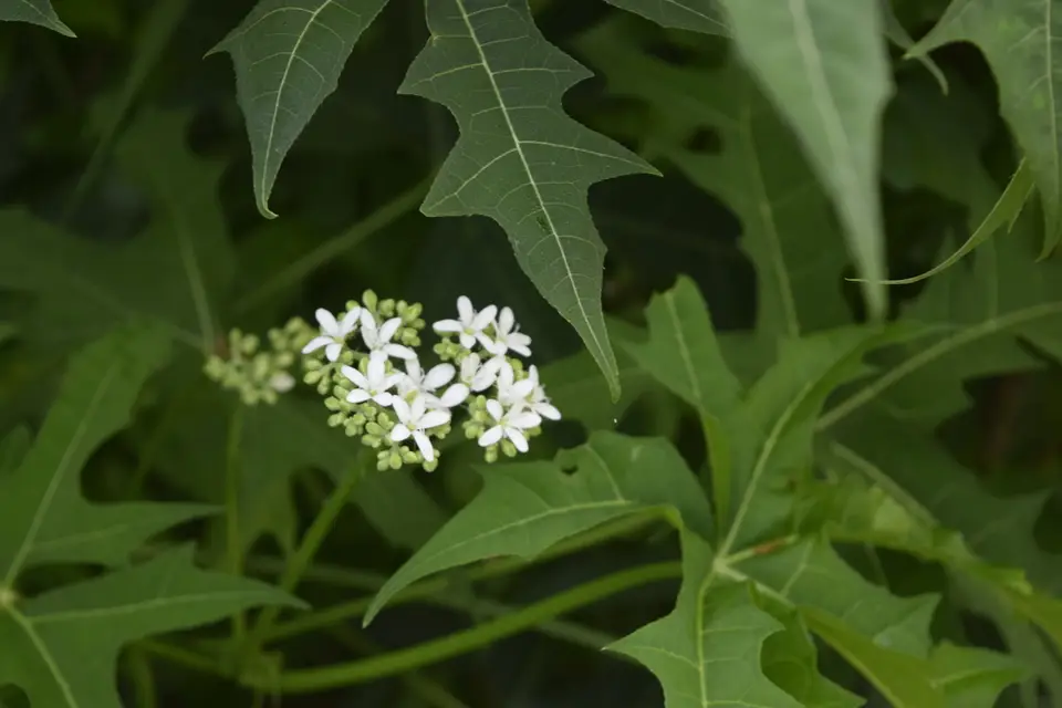 Tree Spinach (Cnidoscolus aconitifolius)