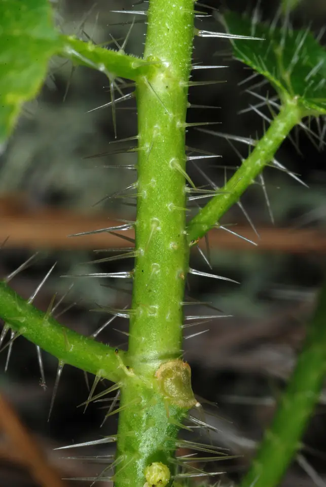 Spurge Nettle (Cnidoscolus stimulosus)