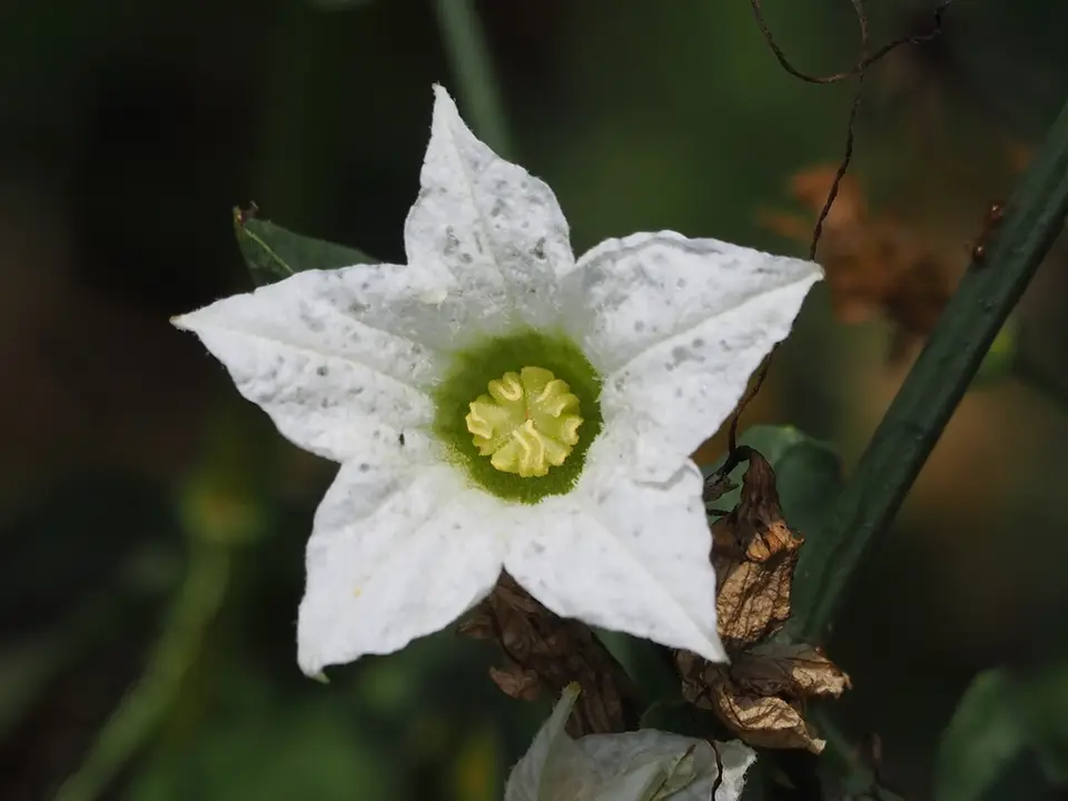 Ivy Gourd (Coccinia grandis)
